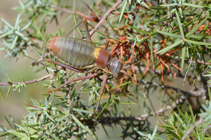 Ephippiger provincialis ♂ - FR, Col des Portes, 06.07.2014