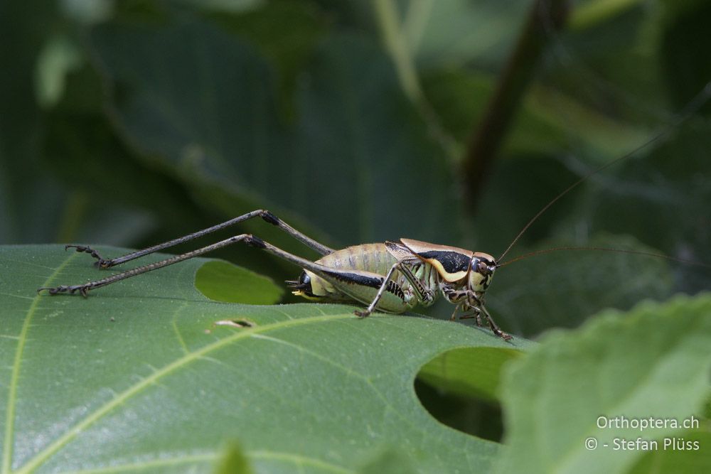 Eupholidoptera smyrnensis ♂ - BG, Chaskowo, Matochina, 09.07.2018