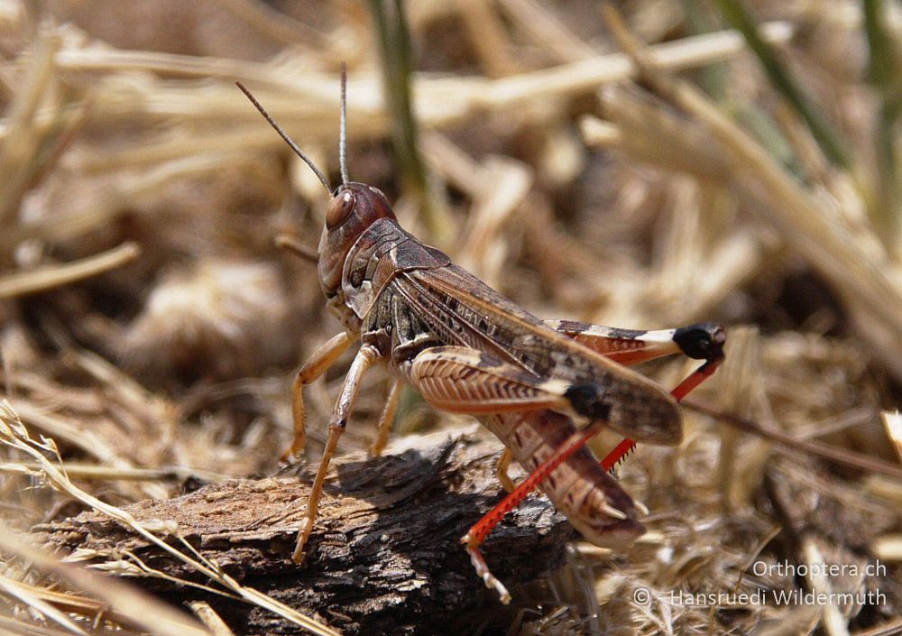 Marokkanische Heuschrecke ♂ (Dociostaurus maroccanus). Es steigt auf Rindenstück, stelzt und zeigt die roten Hinterbeine - GR, Thessalien, Meteora, 13.07.2013