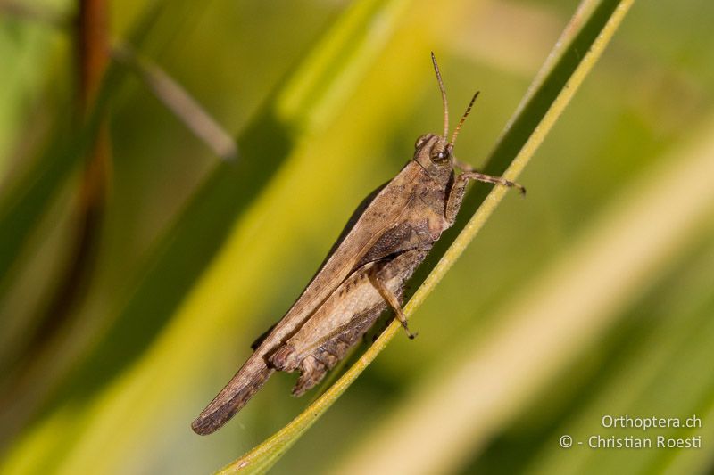 Tetrix subulata ♂ - CH, VD, Cudrefin, 06.09.2013