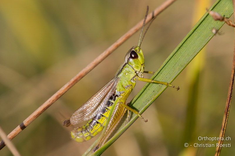 Pseudochorthippus montanus ♂ - CH, VD, Cudrefin, 06.09.2013