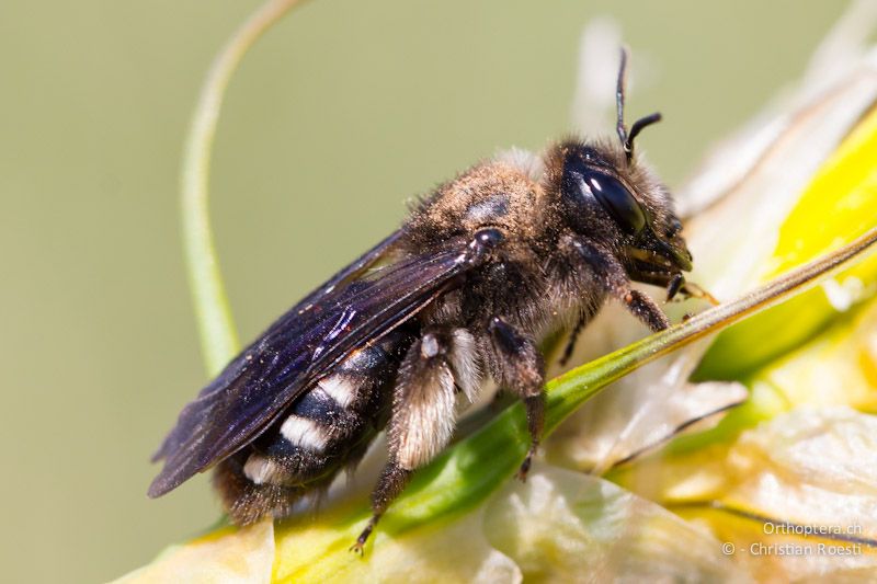 Die Wildbiene Andrena albopunctata sammelte an den Abbruchkanten der Steilküsten Pollen. Balgarevo, 27.04.2012 (Vielen Dank für die Bestimmung Felix Amiet)