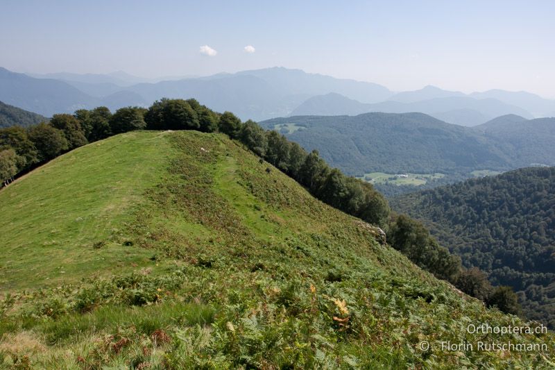 Rinderweide mit Übergang zu Adlerfarnflur - CH, TI, Mt. Magno, 22.08.2011