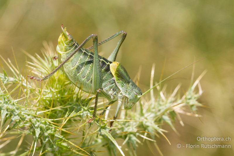 Polysarcus denticauda ♂ - GR, Ostmakedonien, Mt. Pangeon, 11.07.2012