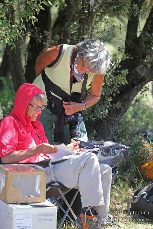 Viel Stoff zum Bestimmen - FR, Plateau d'Aumelas, 11.07.2014