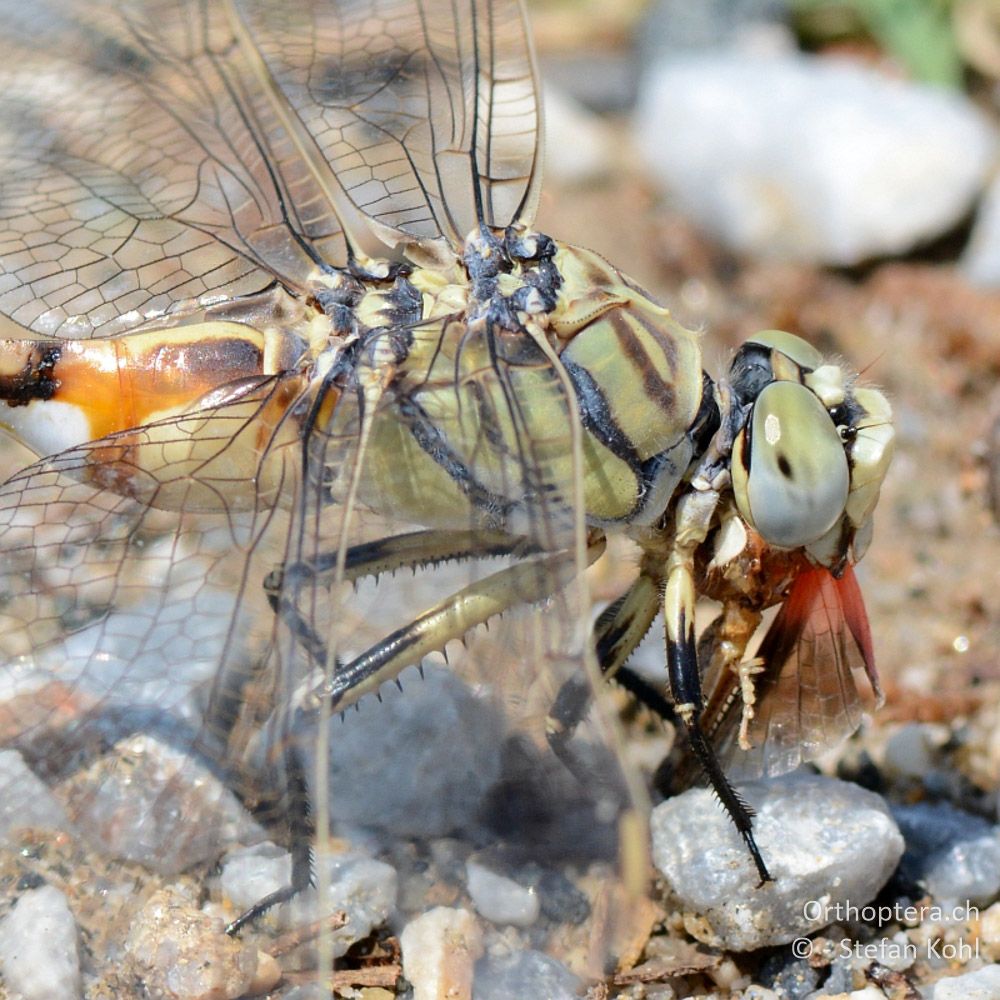 ♀ des Seedrachen (Lindenia tetraphylla) frisst eine Schlanke Ödlandschrecke (Actrotylus patruelis) - GR, Zentralmakedonien, Volvi See, 05.07.2013