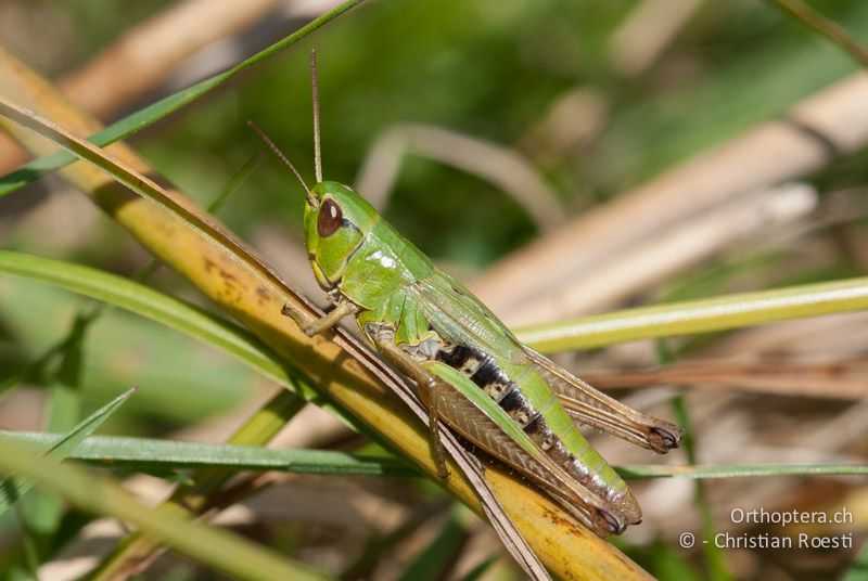 Pseudochorthippus parallelus ♀ - FR, Ariège, Col de Port, 11.08.2009