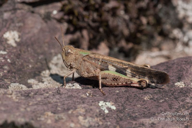 Aiolopus strepens ♀ - FR, Alpes-Maritimes, Belvédère, 27.09.2009