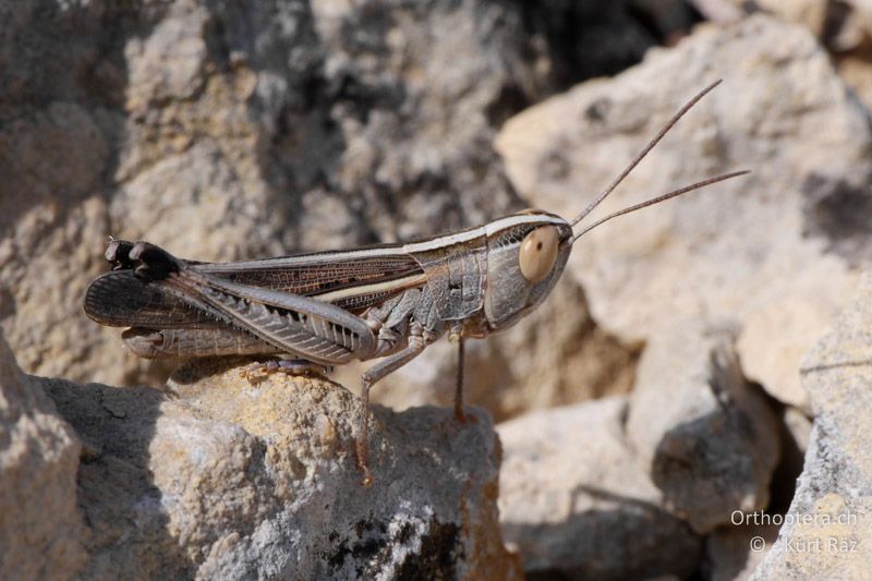 Spanischer Grashüpfer (Ramburiella hispanica) ♂ - FR, bei Rians, 05.07.2014