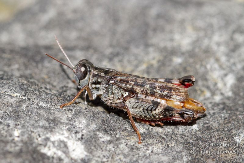 Calliptamus barbarus ♂ - CH, BE, Biel, 09.09.2013