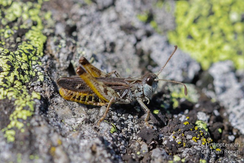 Myrmeleotettix maculatus ♂, singend - CH, VS, Riederalp, 28.06.2011