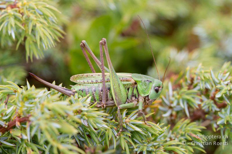 Decticus verrucivorus ♀ - CH, VS, Riederalp, 03.08.2011