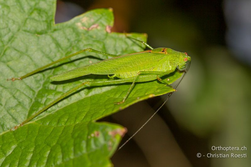 Phaneroptera nana ♂ - CH, TI, Ponte Tresa, 01.09.2013