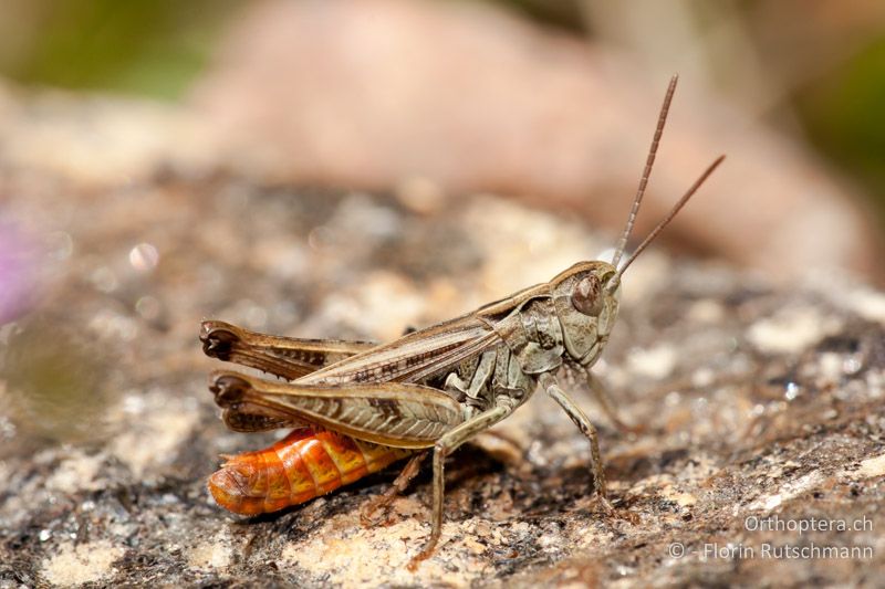 Omocestus haemorrhoidalis ♂ - CH, TI, Mt. Tamaro, 29.08.2010