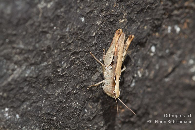 Chorthippus vagans ♀ - CH, VS, Jeizinen, 10.08.2013