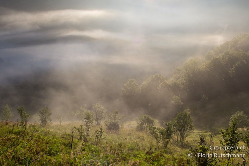 Vernebelte Weidelandschaft - HR, Istrien, Učka-Gebirge, 02.08.2014