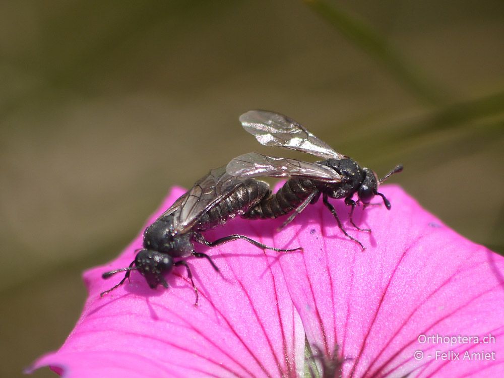 Keulhornblattwespe Amasis obscura - GR, Westmakedonien, Mt. Varnous, 11.07.2013