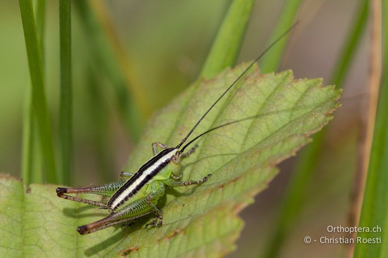 Pachytrachis striolatus in einem mittleren Larvenstadium - IT, Friaul-Julisch Venetien, Venzone, 30.05.2014