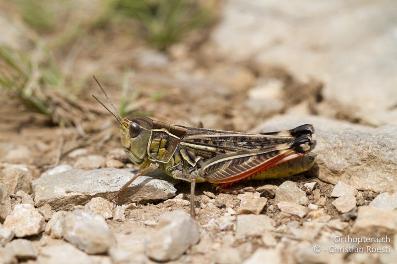 Arcyptera microptera ♀ - HR, Istrien, Gora Glušići, 13.06.2014