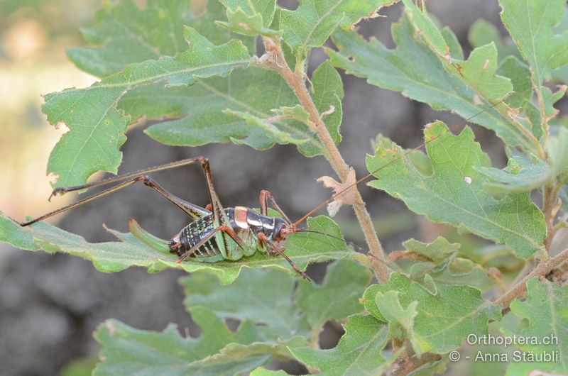 Barbitistes ocskayi ♀ - HR, Istrien, Bokordići, 19.07.2015