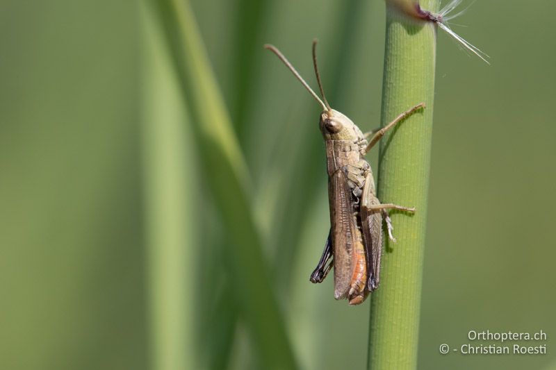 Chorthippus oschei ♂ - GR, Westmakedonien, Kleiner Prespasee, 13.07.2017