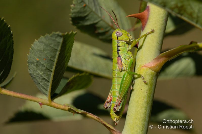 Pseudopodisma fieberi ♀ - HR, Dalmatien, Otric, 01.08.2022