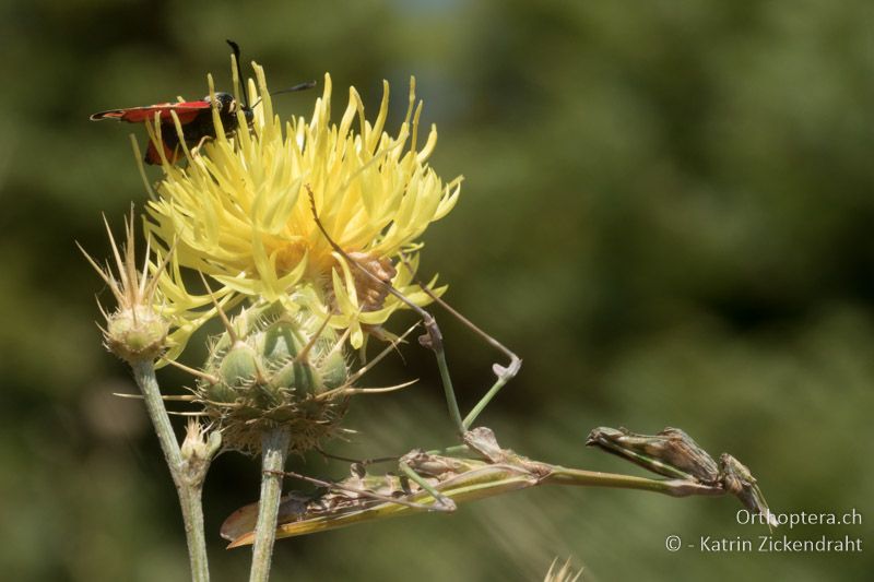 Empusa fasciata beim Lauern auf Beute - ein ahnungsloses Widderchen nähert sich! - GR, Westmakedonien, Klidi,12.07.2017