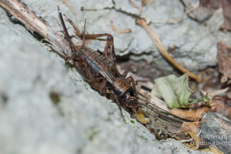 Nemobius sylvestris ♀ - FR, Alpes-Maritimes, St. Dalmas, 28.09.2009