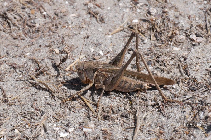 Platycleis falx ♀ - FR, Camargue, 09.07.2014