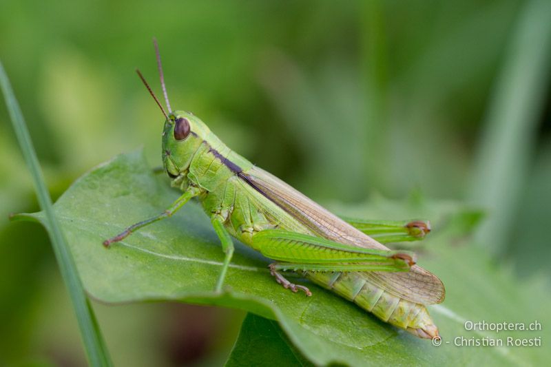 Mecostethus parapleurus ♀ - CH, BL, Diegten, 14.08.2013