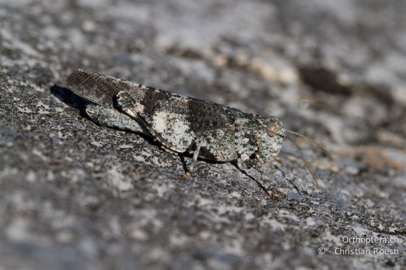 Oedipoda germanica ♀. Die Färbung passt auch hier perfekt zum Muster der Steine - CH, VS, Leuk, 20.08.2013