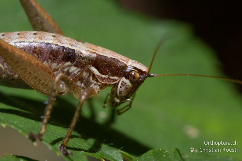 Porträt von Yersinella raymondii ♀ - CH, TI, Mt. Caslano, 02.09.2013