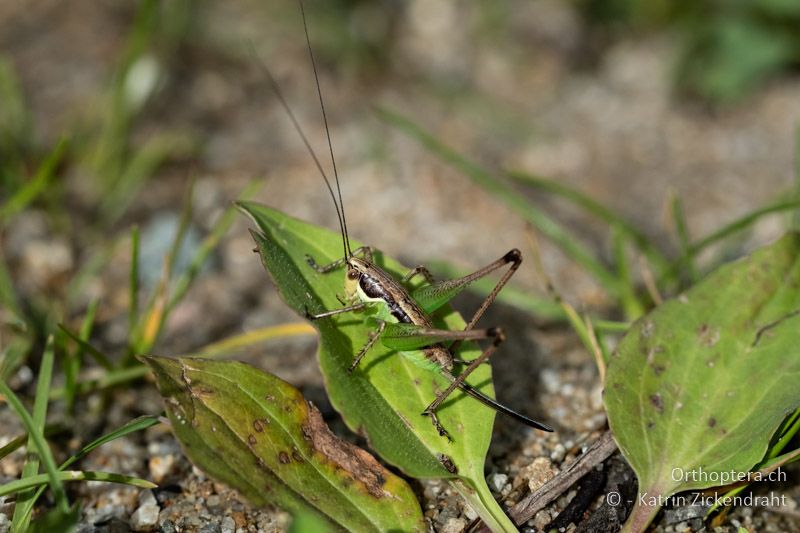 Pachytrachis gracilis Larve ♀ - BG, Plowdiw, Belovitsa, 10.07.2018