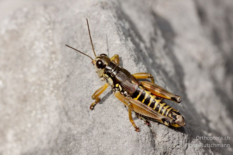 Podisma pedestris ♂ - CH, BE, Boltigen, 08.10.2010