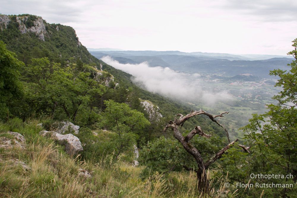 Karstlandschaft Istriens im Hochsommer? - HR, Istrien, Buzet, 25.07.2014