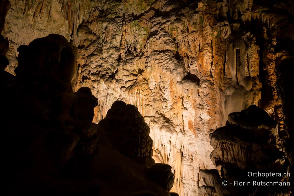 Höhle von Postojna - SLO, Osrednjeslovenska, Postojna, 26.07.2015