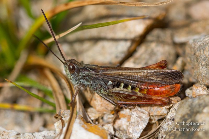 Chorthippus eisentrauti ♂ - CH, TI, Mt. Lema, 12.10.2011