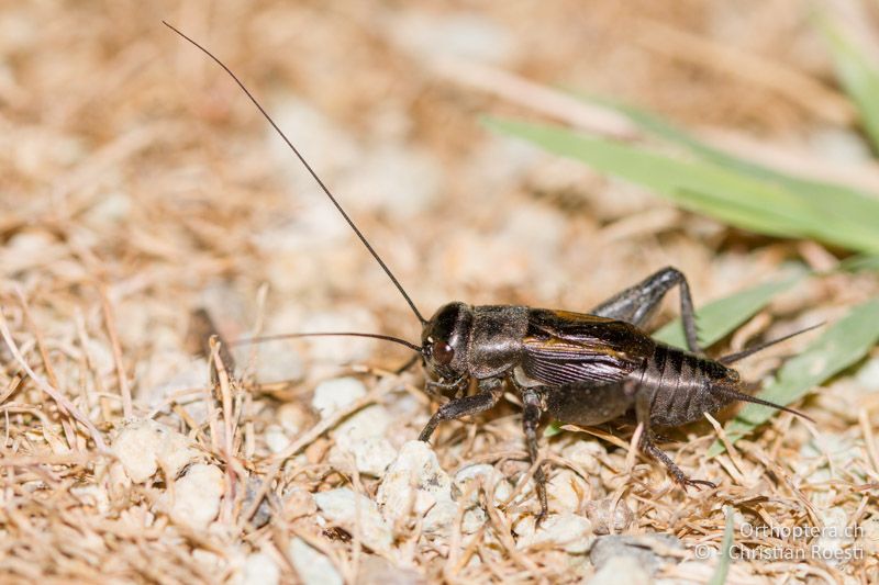 Melanogryllus desertus ♂ - GR, Thrakien, Evrosdelta, 11.05.2013