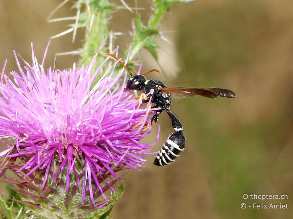 Raphiglossa eumenoides - GR, Thessalien, Pefki, 12.07.2013