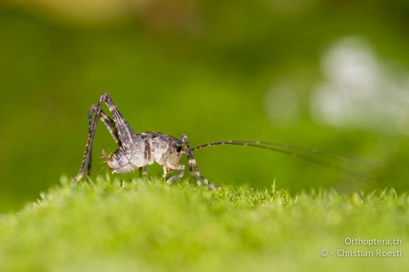 Kleine Larve von Troglophilus neglectus - HR, Istrien, Pazin, 12.06.2014