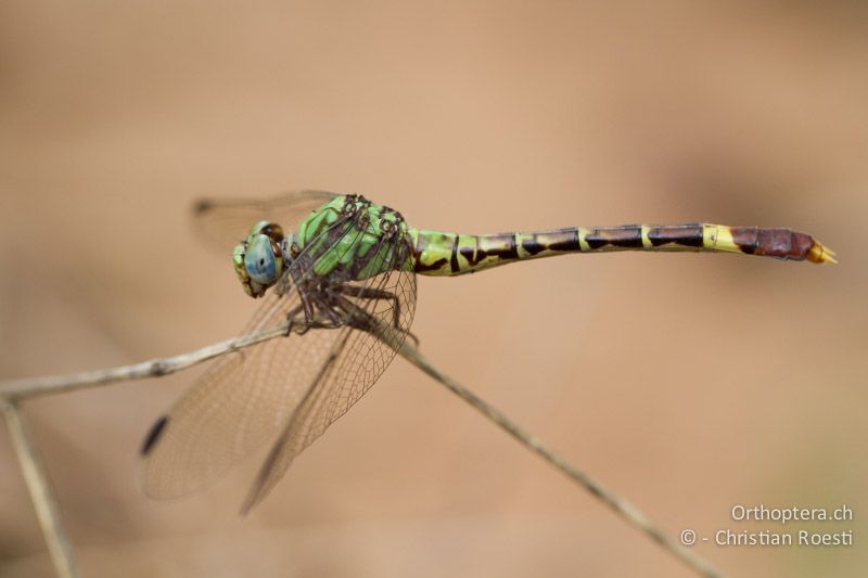 Paragomphus elpidius, Corkscrew Hooktail ♀ - SA, Limpopo, Mutale, Pafuri River Camp, 04.01.2015