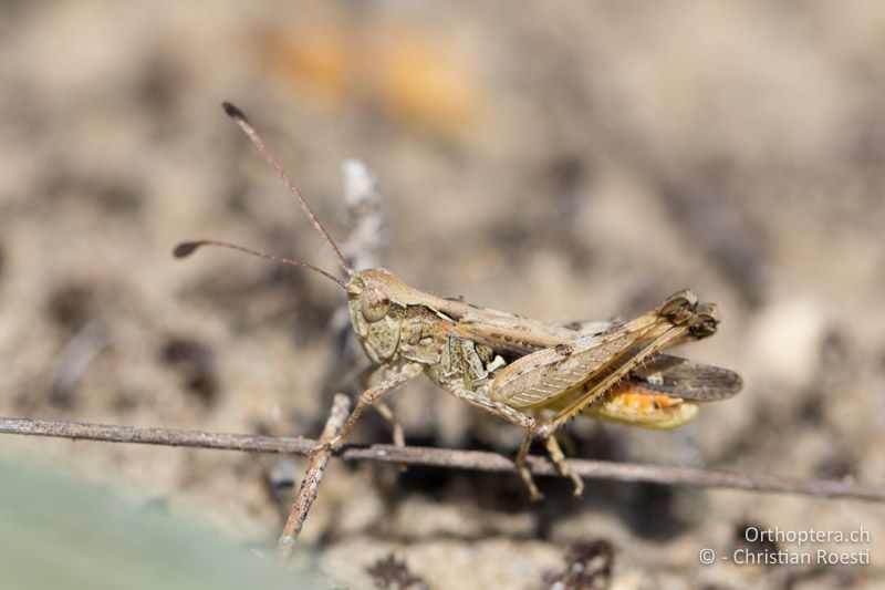 Myrmeleotettix antennatus ♂ - HU, Südliche Grosse Tiefebene, Kecskemét, 08.07.2016