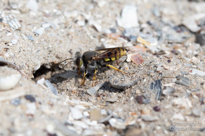 Ein Weibchen von Bembix rostrata gräbt in den Muschelsand