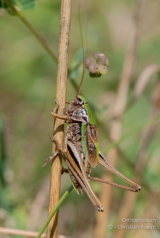 Metrioptera brachyptera ♂ - DE, Bayern, Haselbrunn, 05.08.2008