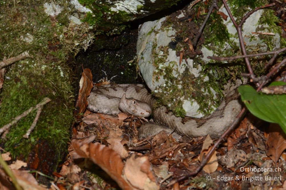 Europäische Hornotter (Vipera ammodytes) - HR, Istrien, Račja Vas 25.06.2016