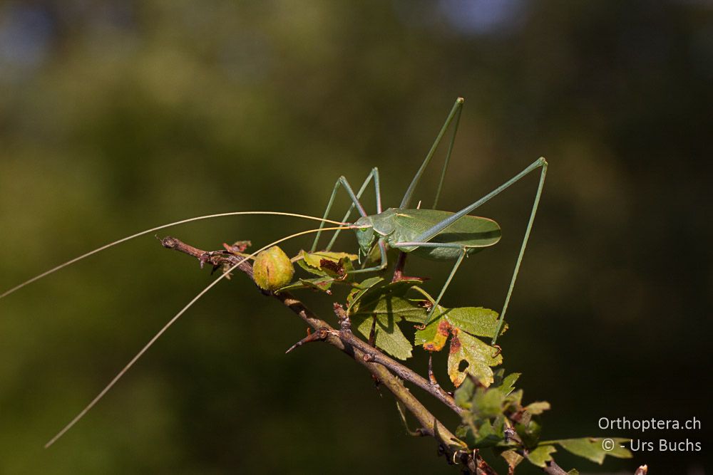 Acrometopa servillea - GR, Zentralmakedonien, Mt. Hortiatis, 04.07.2013