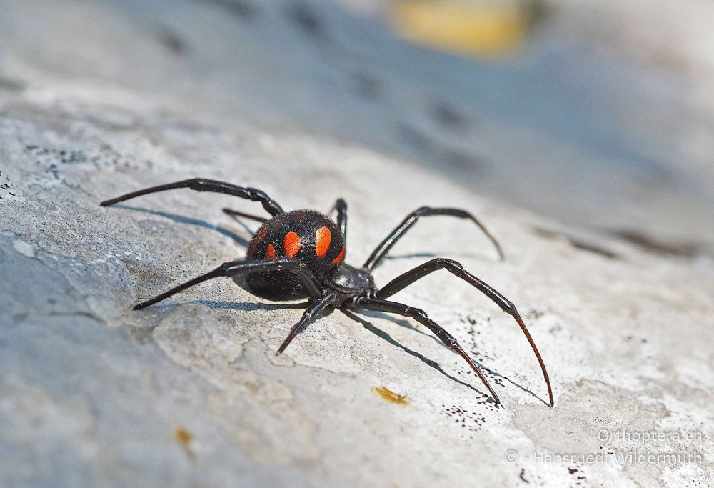 Latrodectus tredecimguttatus ♀ - HR, Cres, Predošćica, 23.07.2015