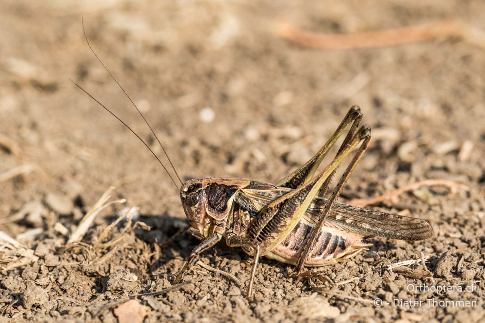 Platycleis romana ♂ - HR, Istrien, Boljunsko Polje, 20.07.2015