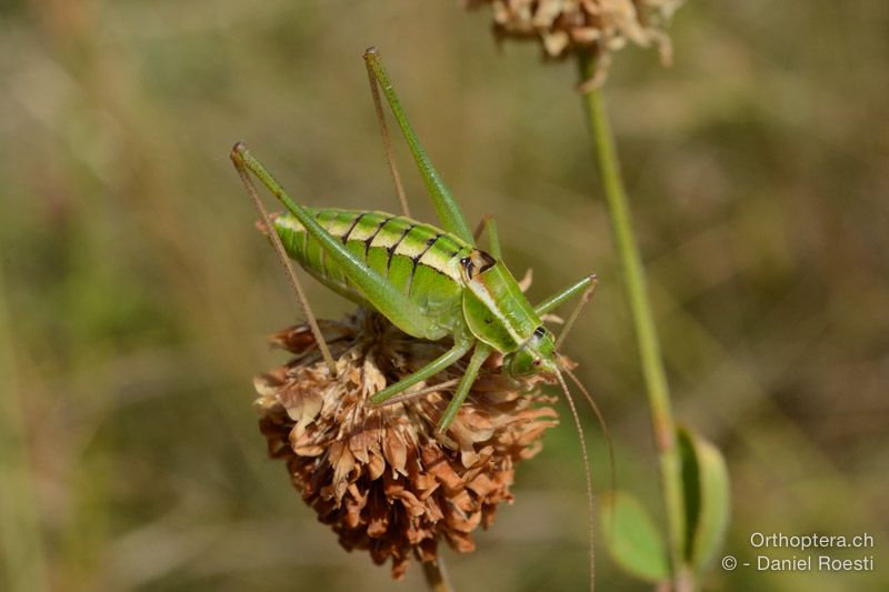 Poecilimon elegans ♂ - HR, Istrien, Učka-Gebirge, 20.07.2015