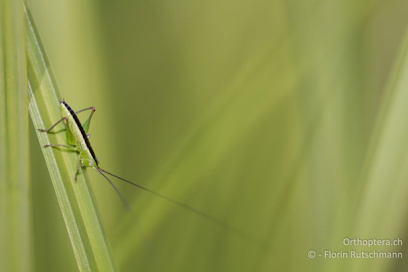 Larve von Conocephalus fuscus - CH, TG, Lengwiler Weiher, 26.06.2011